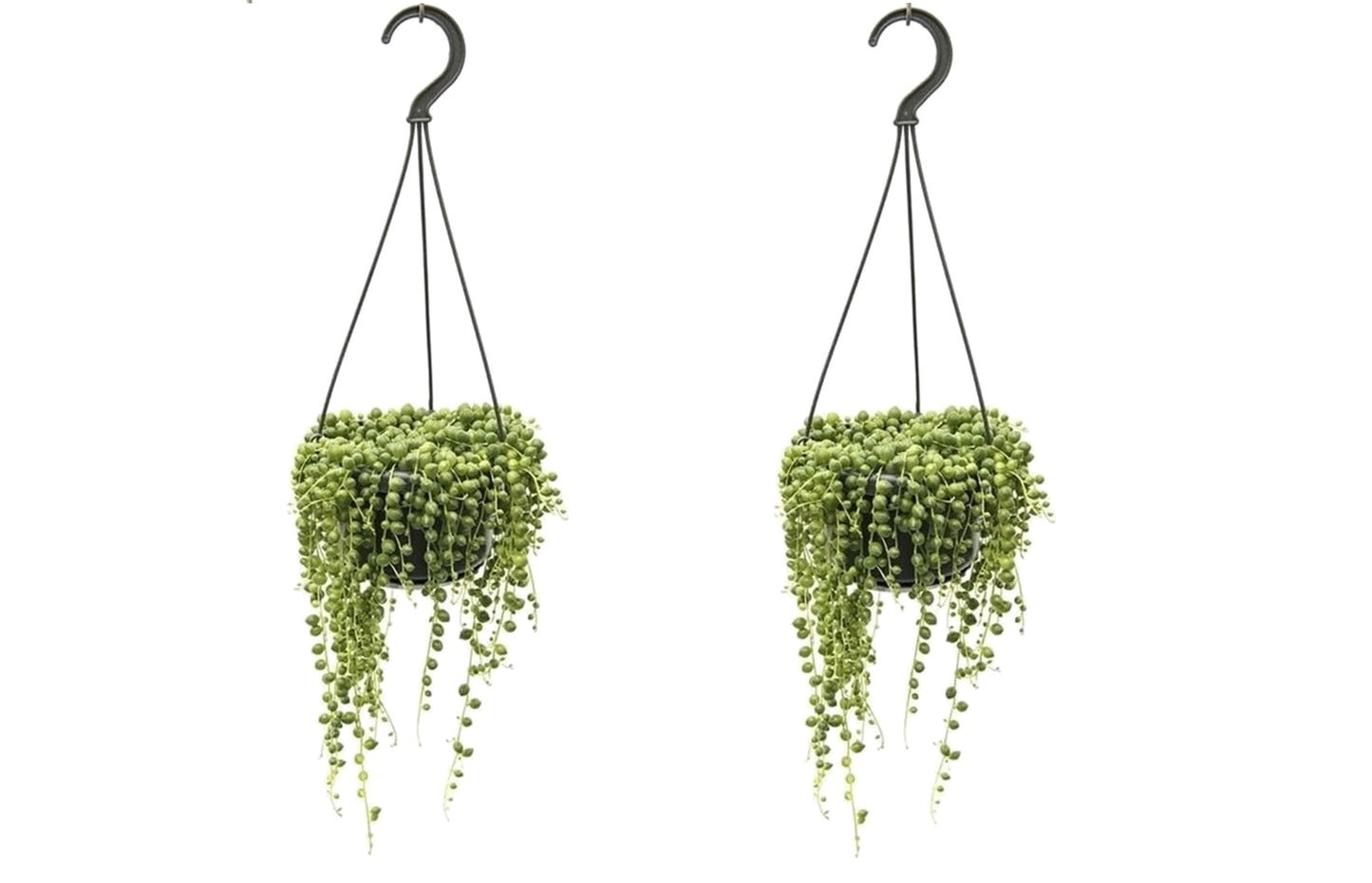 String of Pearls - 2 pcs. - Senecio rowleyanus - Height 20-30cm - ⌀14cm