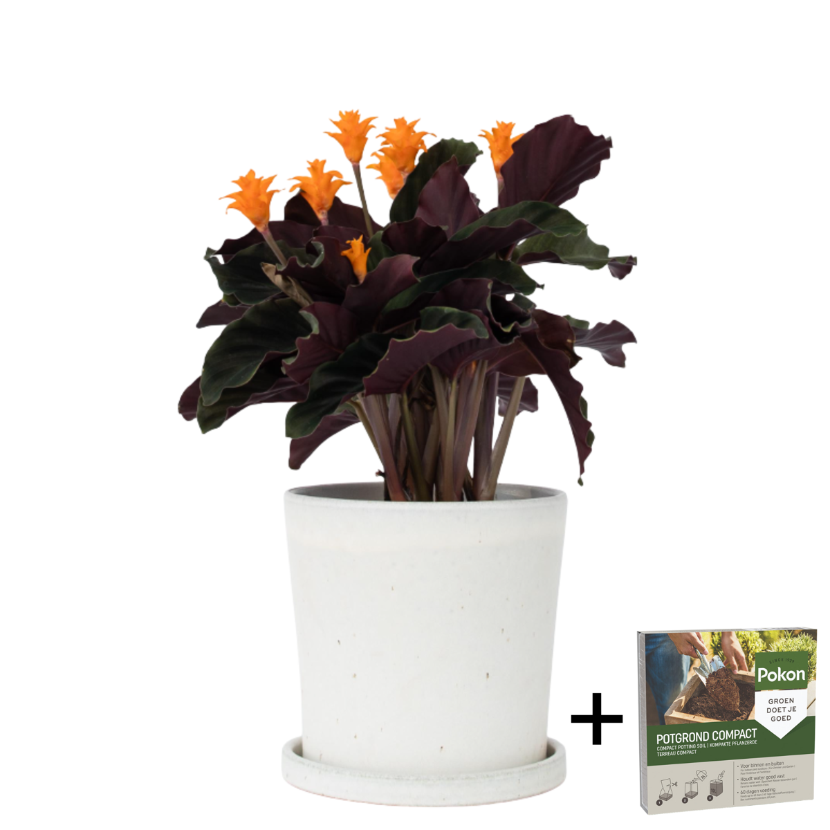 Prayer Plant - Calathea crocata 'Tassmania' - Height 40-50cm - ⌀14cm