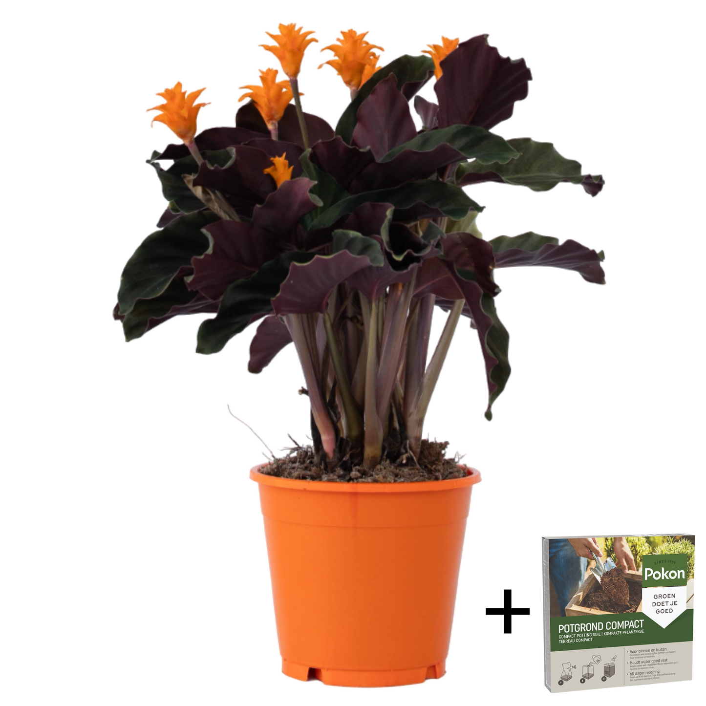 Prayer Plant - Calathea crocata 'Tassmania' - Height 40-50cm - ⌀14cm