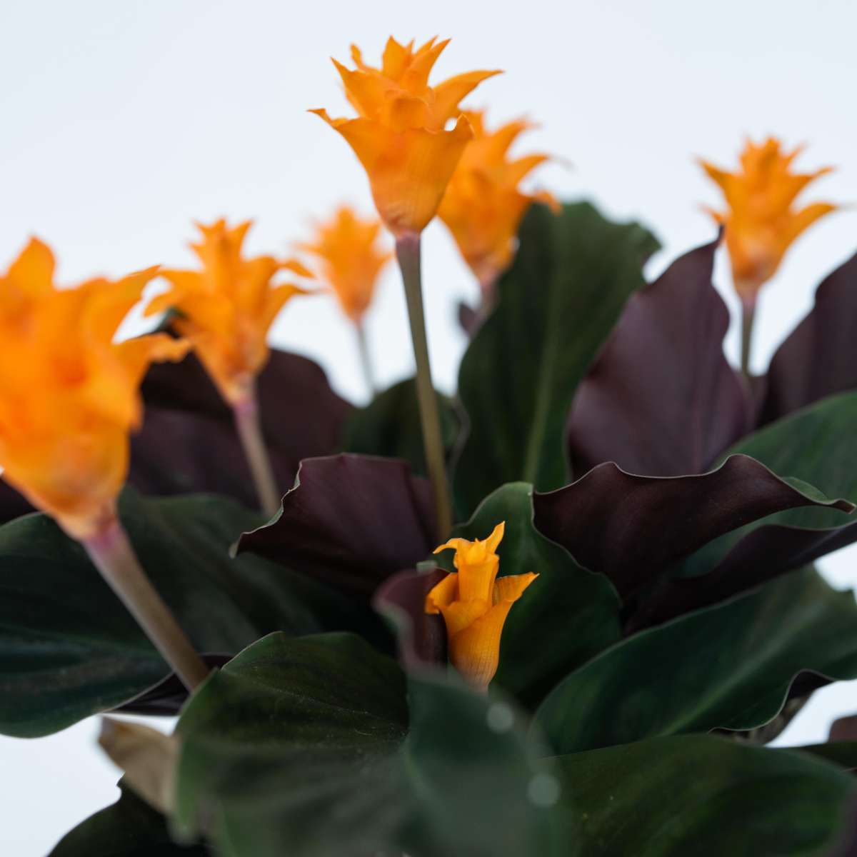 Calathée - Calathea crocata 'Tassmania' - Hauteur 40-50cm - ⌀14cm