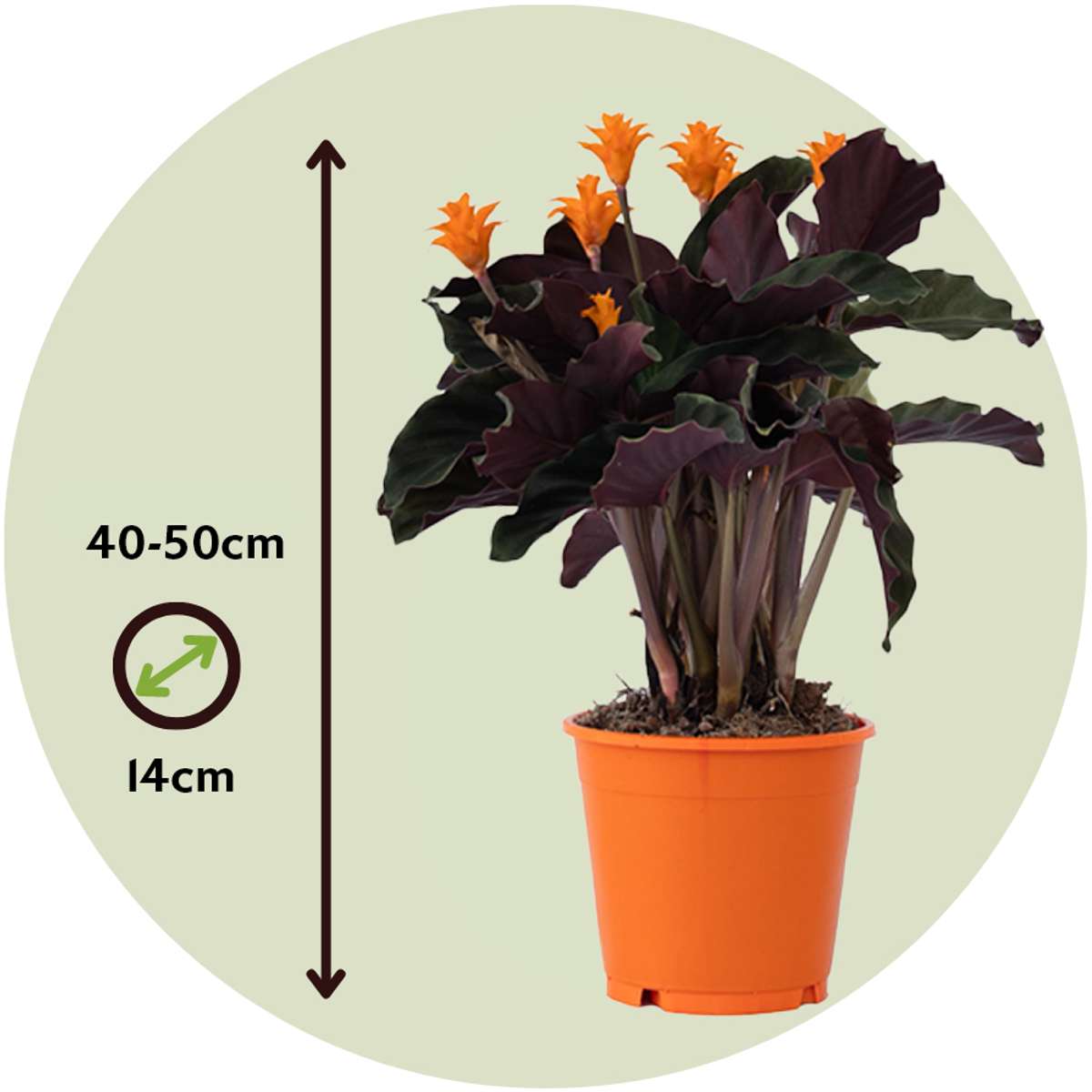 Prayer Plant - Calathea crocata 'Tassmania' - Height 40-50cm - ⌀14cm