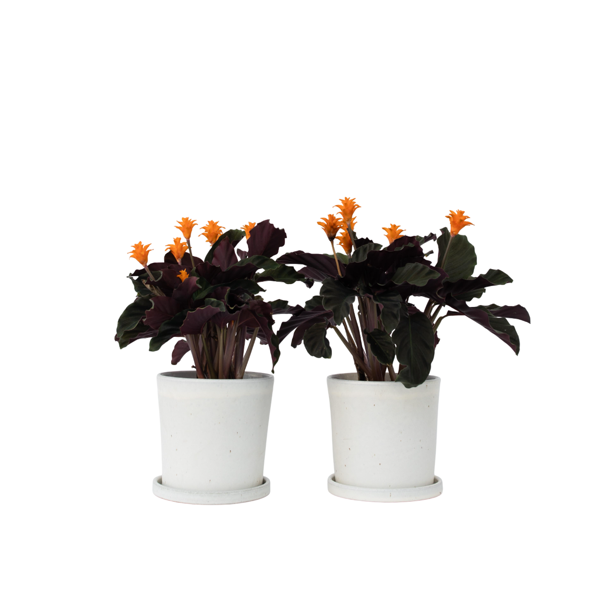 Calathée - Set de 2 - Calathea crocata 'Tassmania' - Hauteur 40-50cm - ⌀14cm
