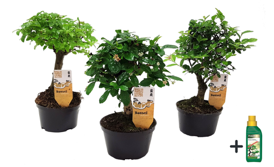 Bonsaï - Set de 3 - Bonsai - Hauteur 20-30cm - ⌀9,5cm