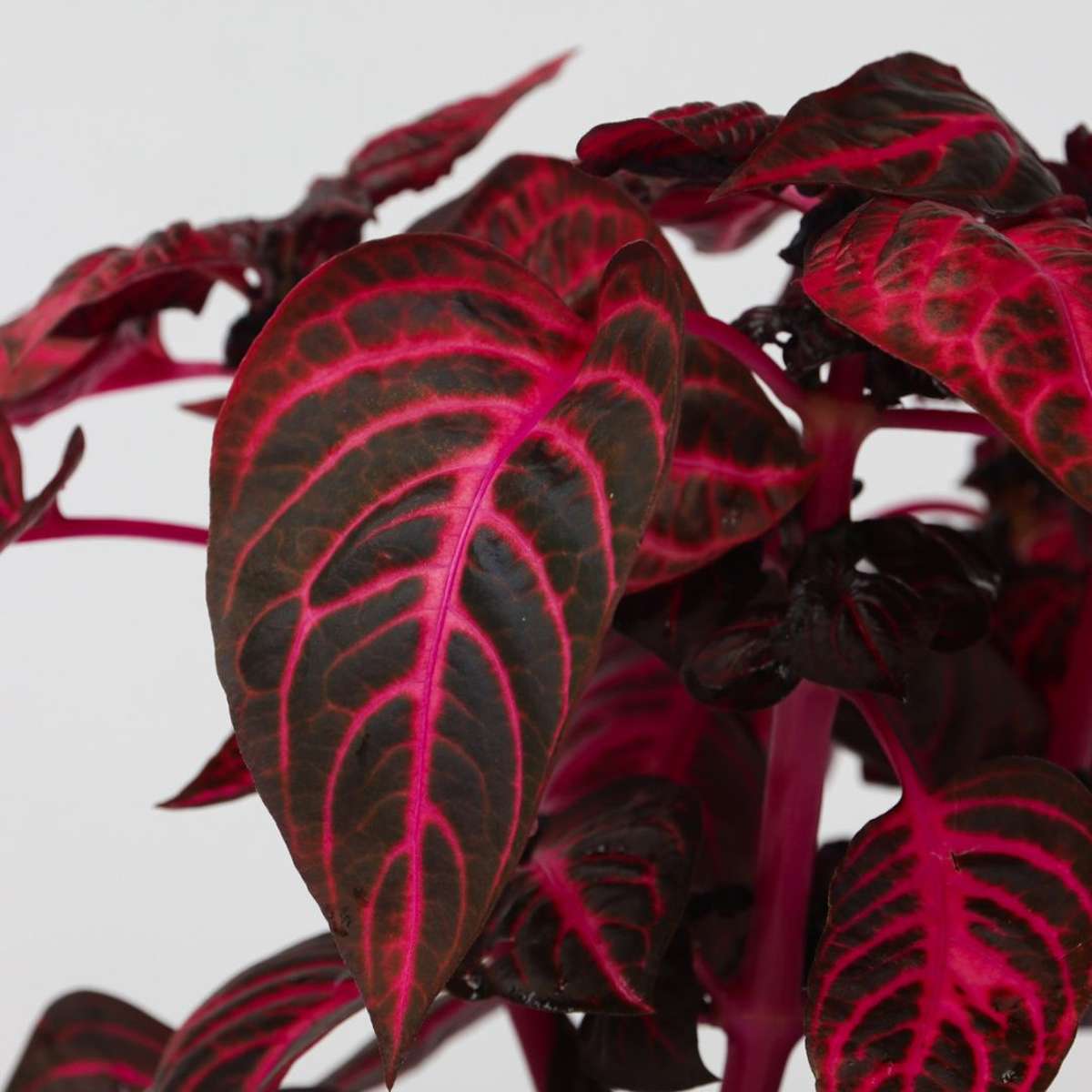 Feuille de sang - Iresine herbstii - Hauteur 20-30cm - ⌀13cm - TD Plantz