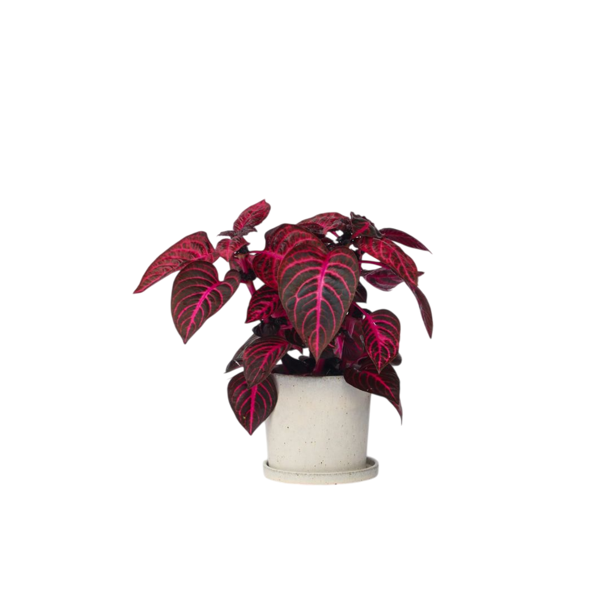 Feuille de sang - Iresine herbstii - Hauteur 20-30cm - ⌀13cm - TD Plantz