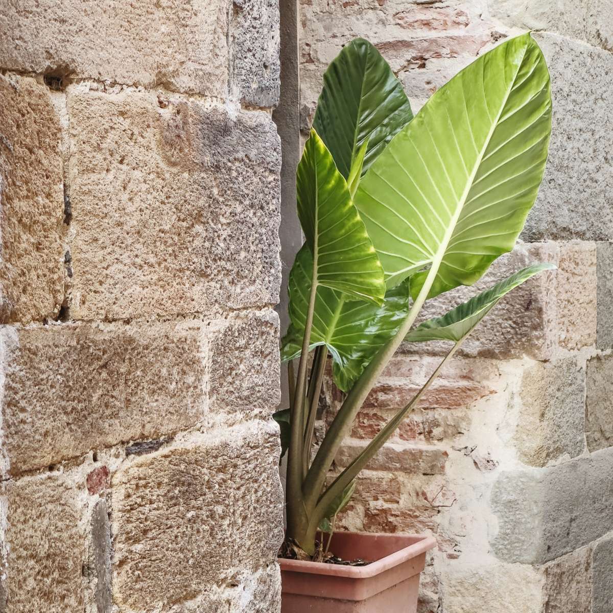Plante éléphant - Alocasia 'Odora' - Hauteur 55-75cm - ⌀17cm