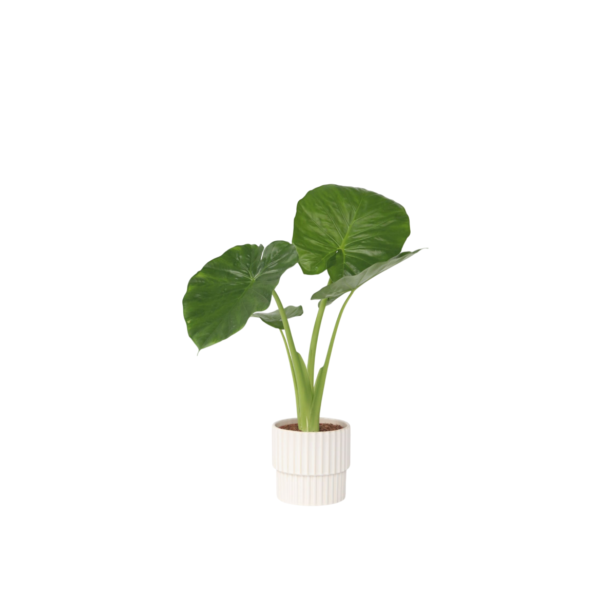 Plante éléphant - Alocasia 'Odora' - Hauteur 55-75cm - ⌀17cm
