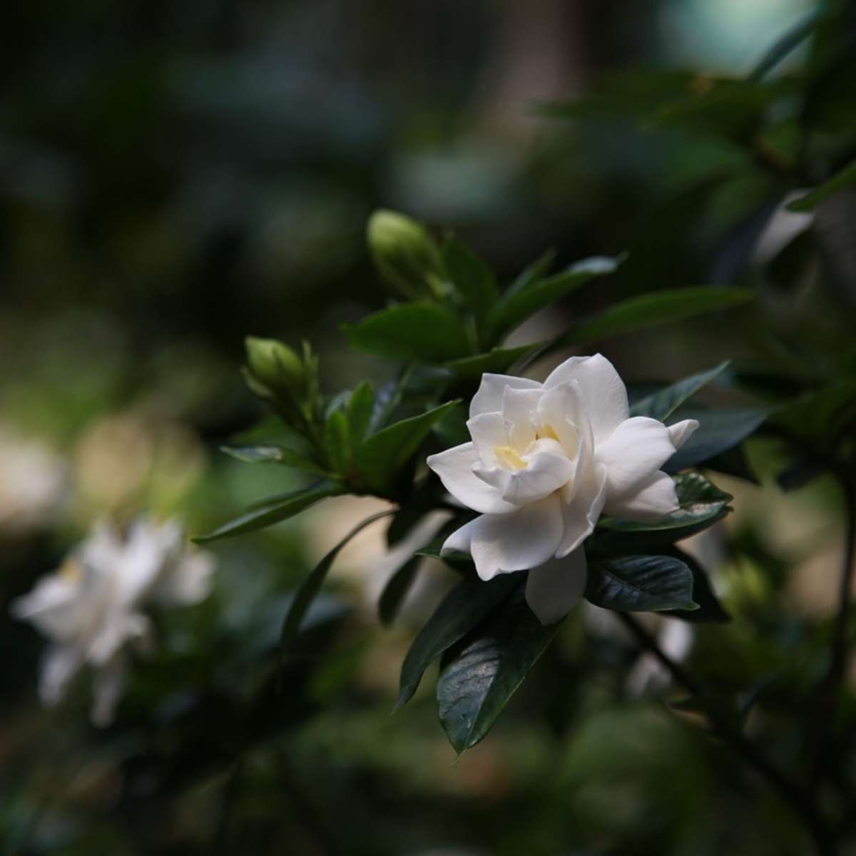 Jasmin du Cap - Gardenia jasminoides - Hauteur 20-30cm - ⌀13cm