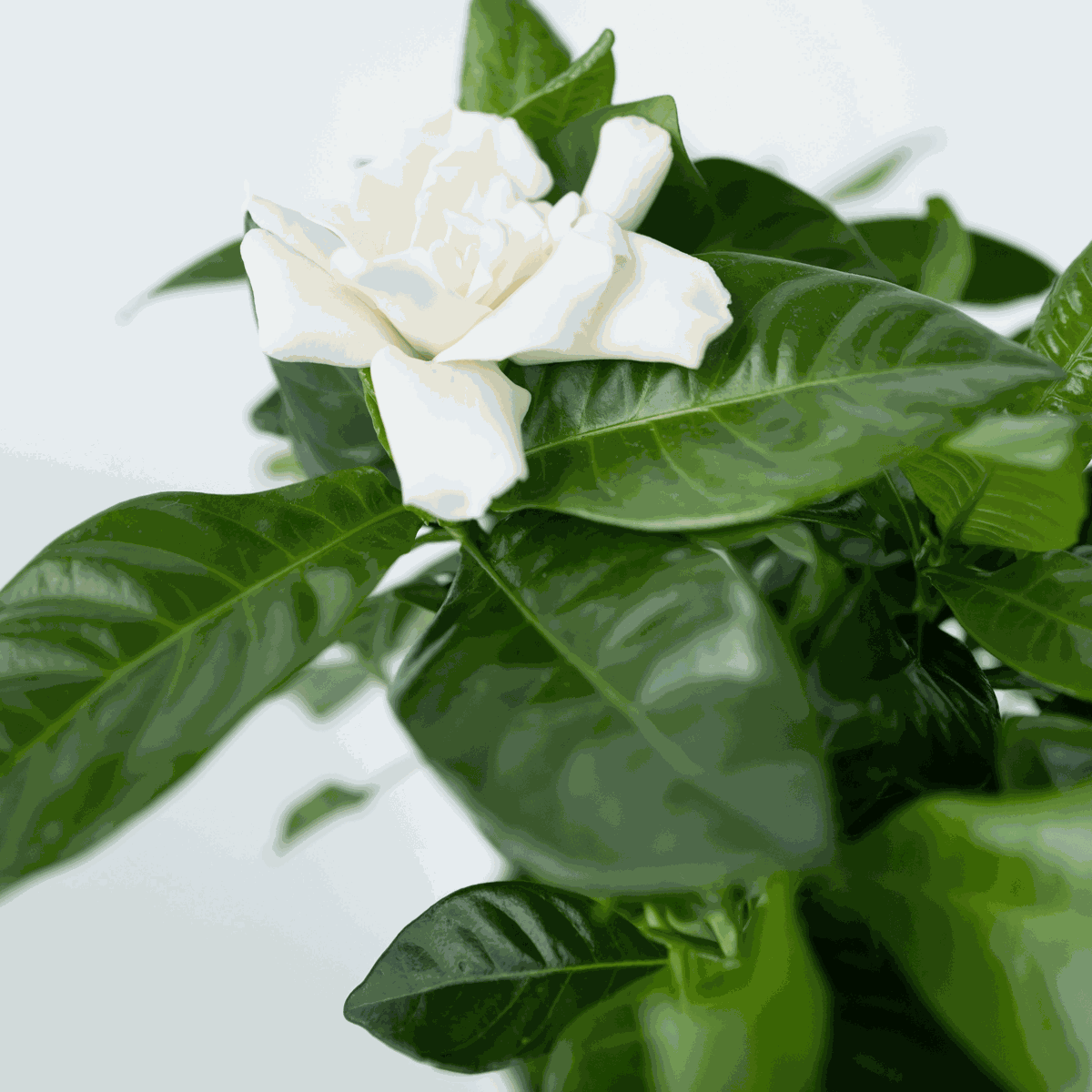 Jasmin du Cap - Gardenia jasminoides - Hauteur 20-30cm - ⌀13cm