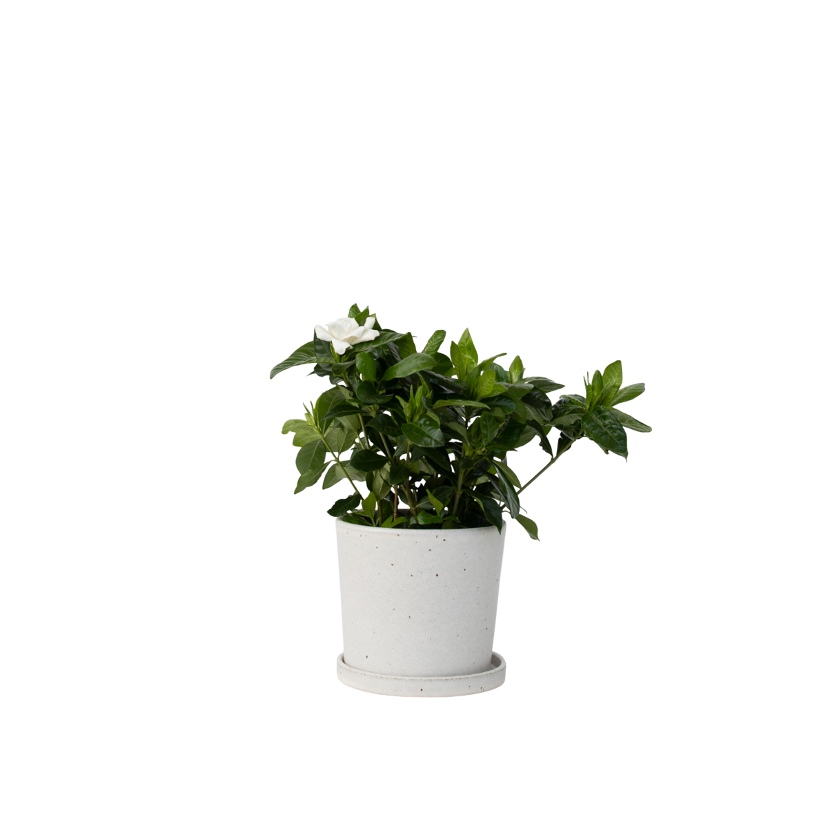 Jasmin du Cap - Gardenia jasminoides - Hauteur 20-30cm - ⌀13cm