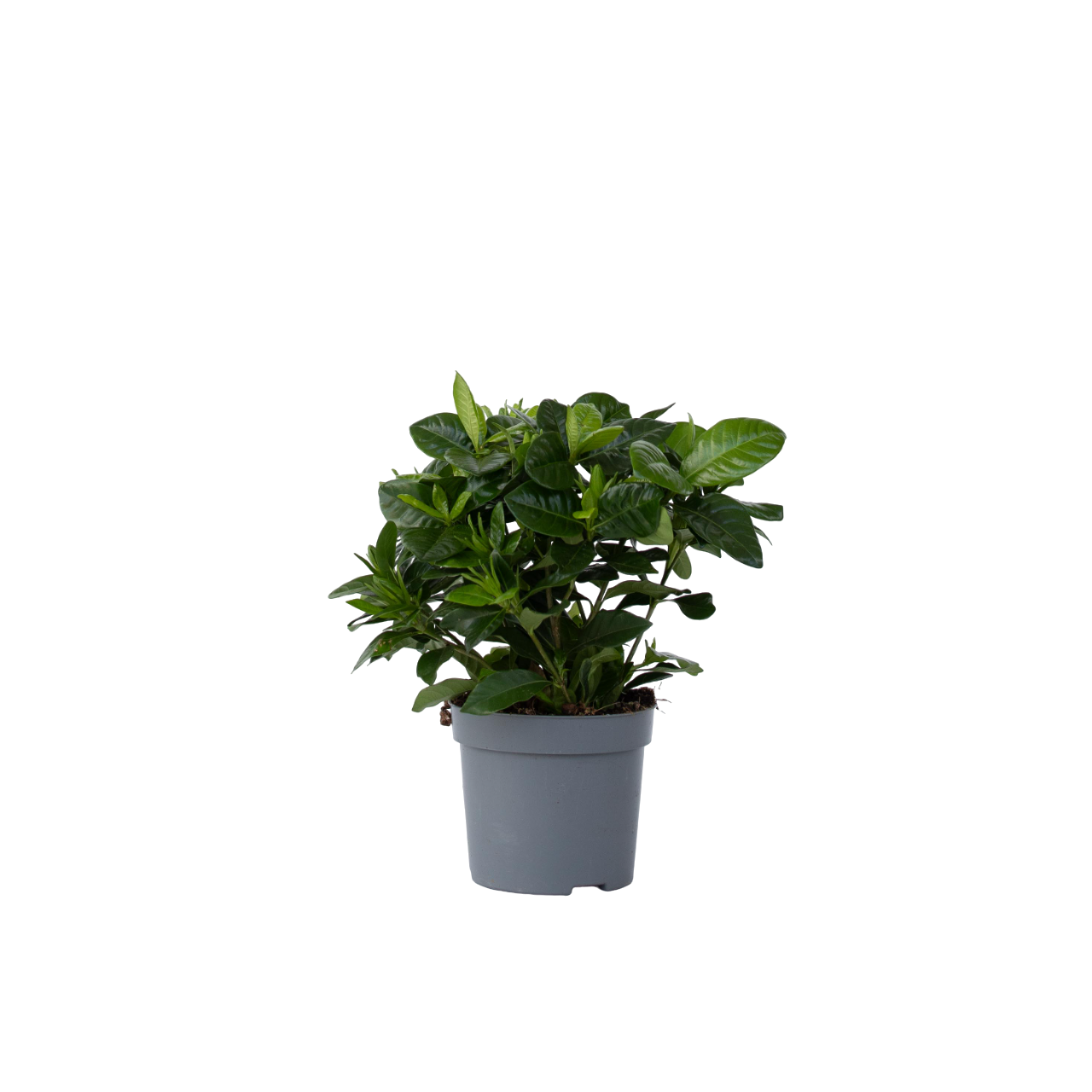 Jasmin du Cap - Gardenia jasminoides - Hauteur 20-30cm - ⌀13cm