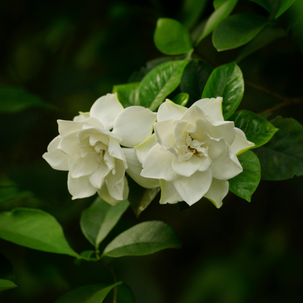 Jasmin du Cap - Set de 2 - Gardenia jasminoides - Hauteur 20-30cm - ⌀13cm