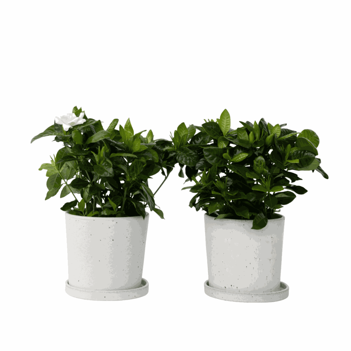 Jasmin du Cap - Set de 2 - Gardenia jasminoides - Hauteur 20-30cm - ⌀13cm