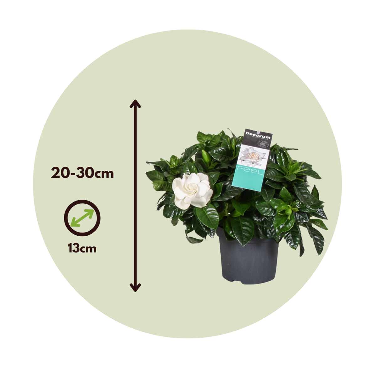 Jasmin du Cap - Set de 4 - Gardenia jasminoides - Hauteur 20-30cm - ⌀13cm