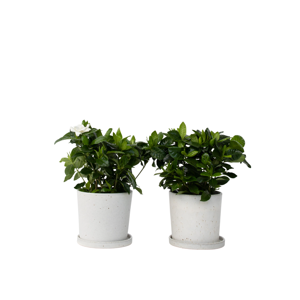 Jasmin du Cap - Set de 4 - Gardenia jasminoides - Hauteur 20-30cm - ⌀13cm