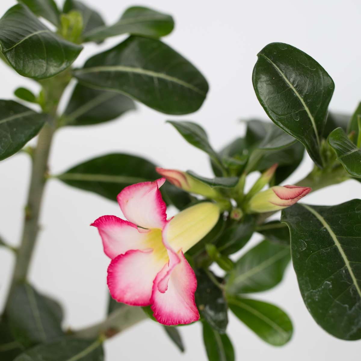 Rose du désert - Set de 2 - Adenium obesum - Hauteur 30-45cm - ⌀13cm