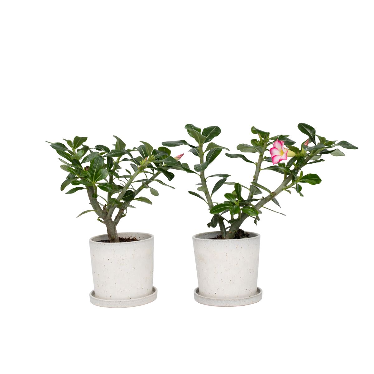 Rose du désert - Set de 2 - Adenium obesum - Hauteur 30-45cm - ⌀13cm