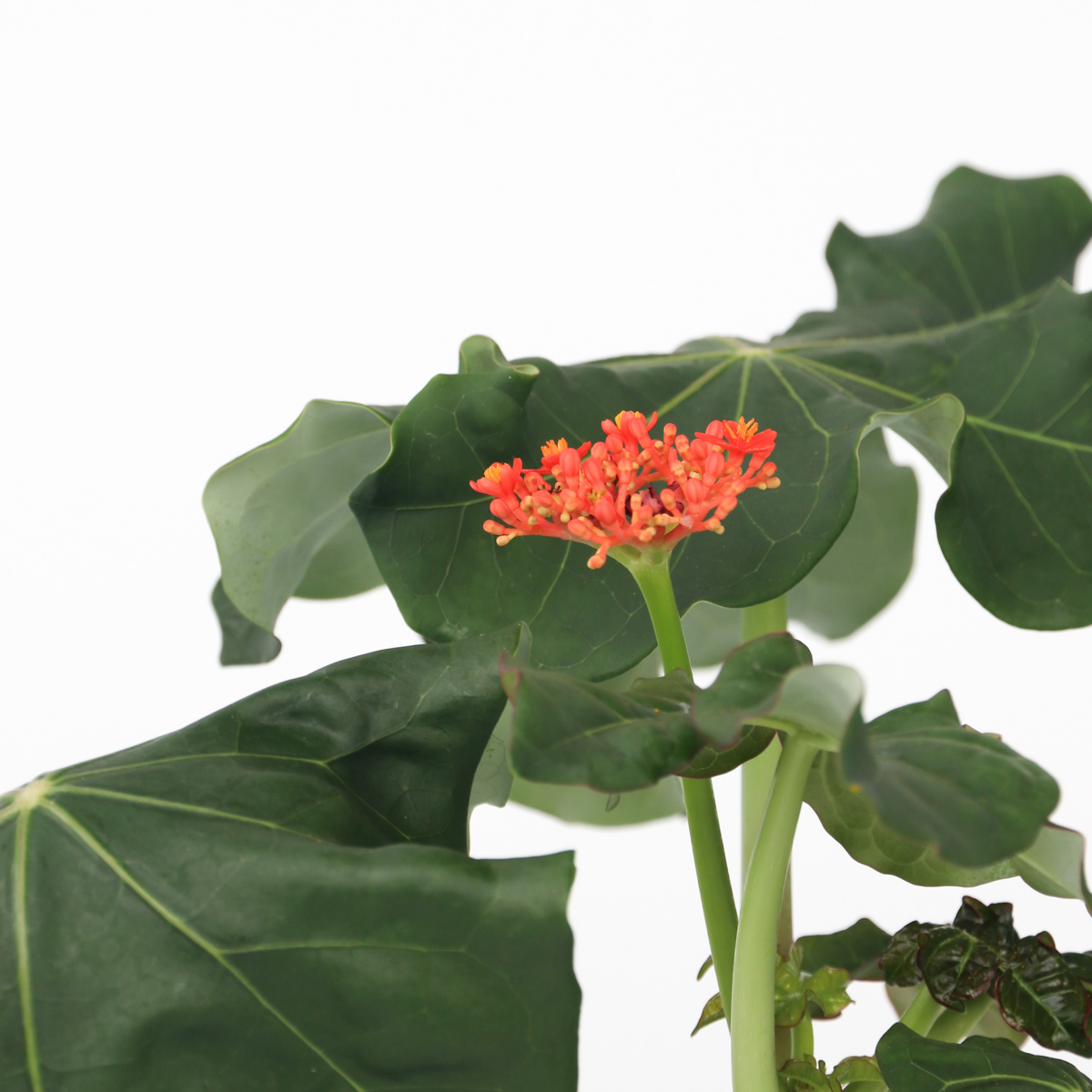 Podagre - Set de 2 - Jatropha podagrica - Hauteur 25-45cm - ⌀13cm - TD Plantz