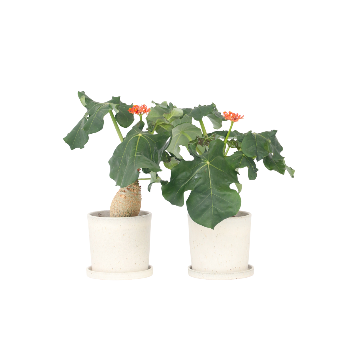 Podagre - Set de 2 - Jatropha podagrica - Hauteur 25-45cm - ⌀13cm - TD Plantz