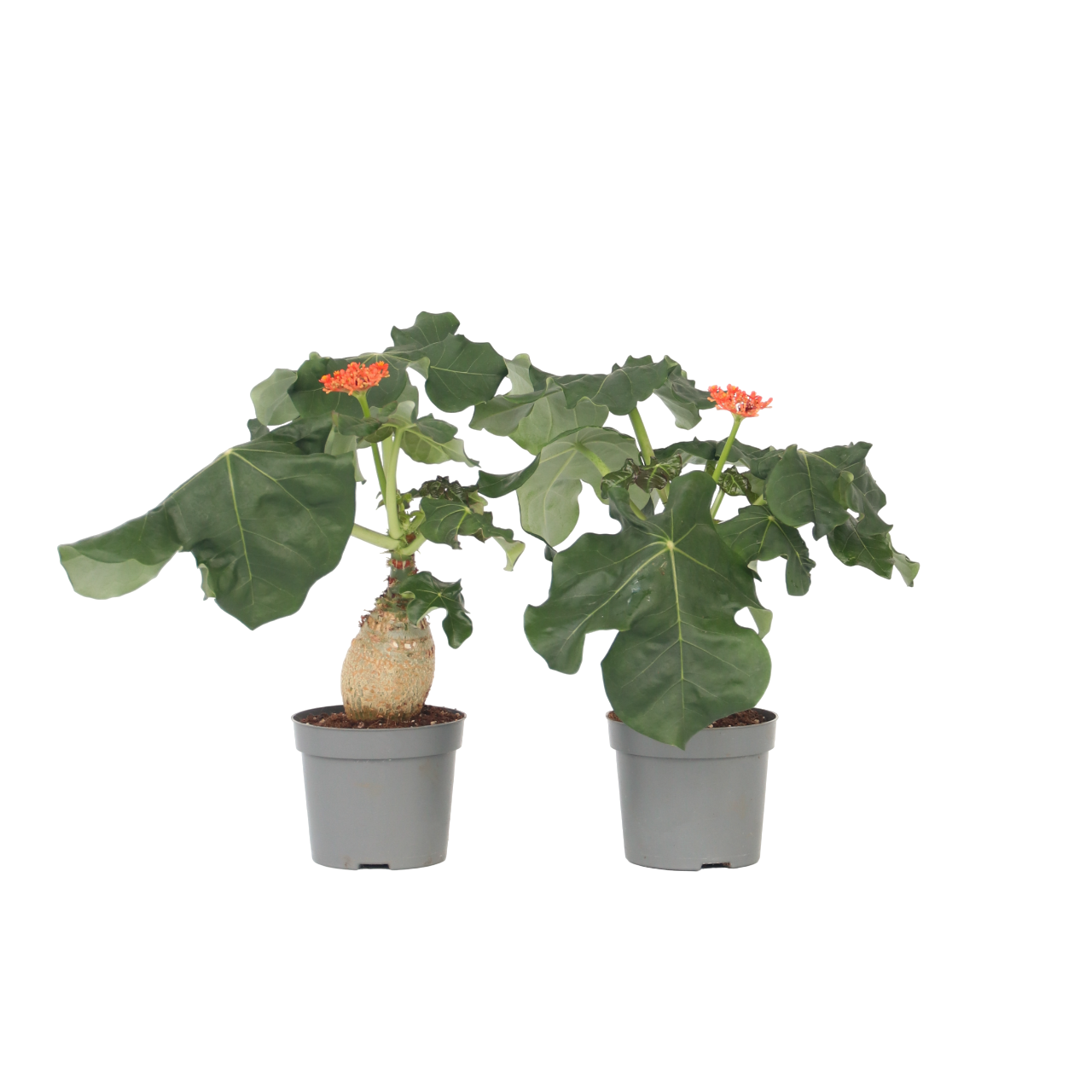 Podagre - Set de 2 - Jatropha podagrica - Hauteur 25-45cm - ⌀13cm - TD Plantz