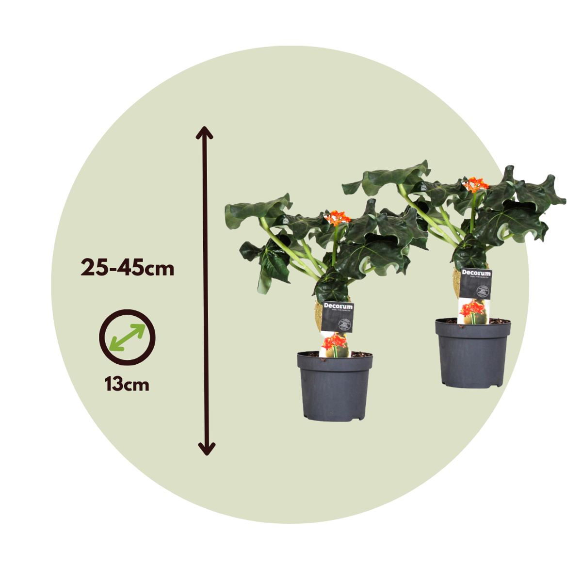 Podagre - Set de 2 - Jatropha podagrica - Hauteur 25-45cm - ⌀13cm - TD Plantz
