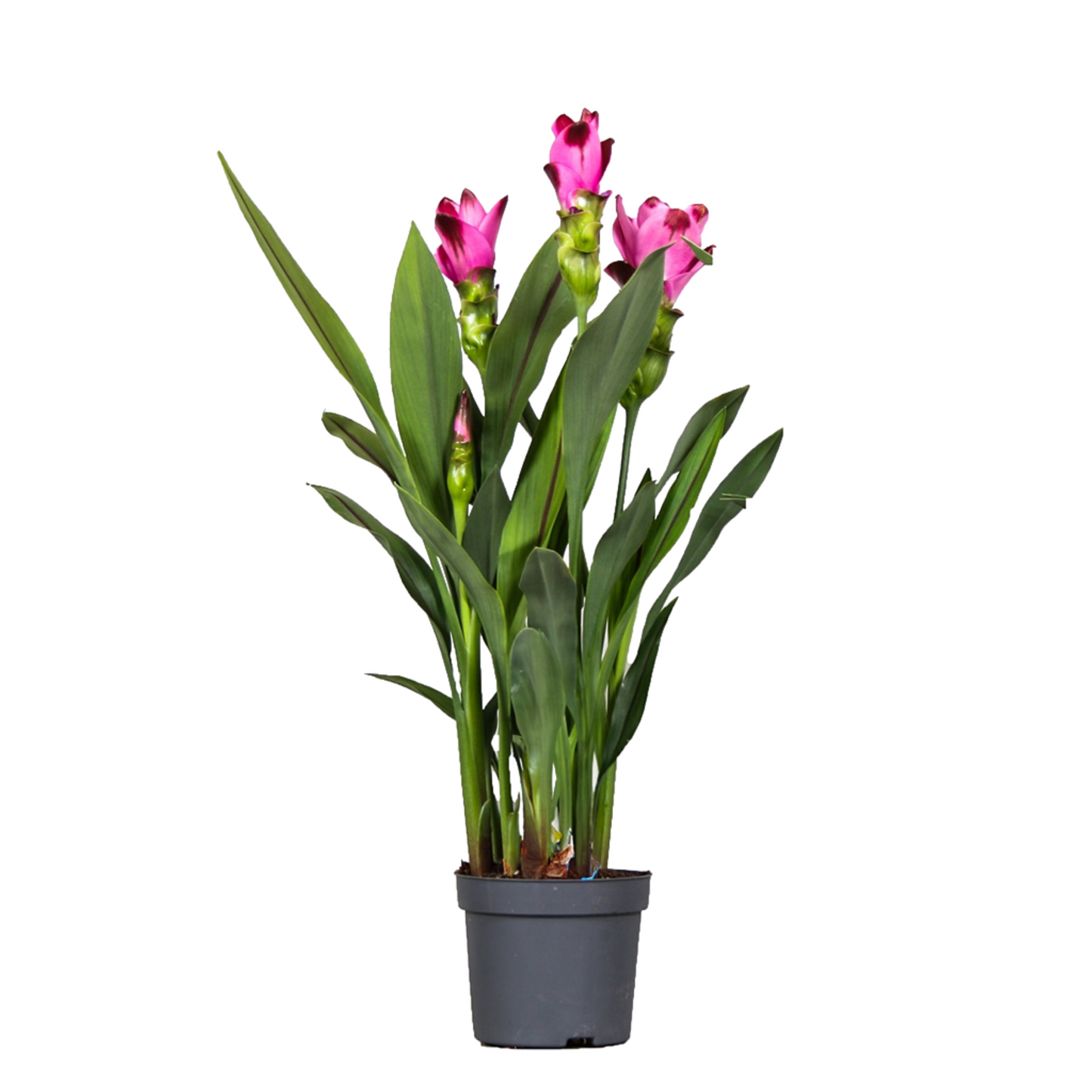 Plante Tropicale - Set de 2 - Curcuma 'Siam Splash' - Hauteur 40-60cm - ⌀13cm