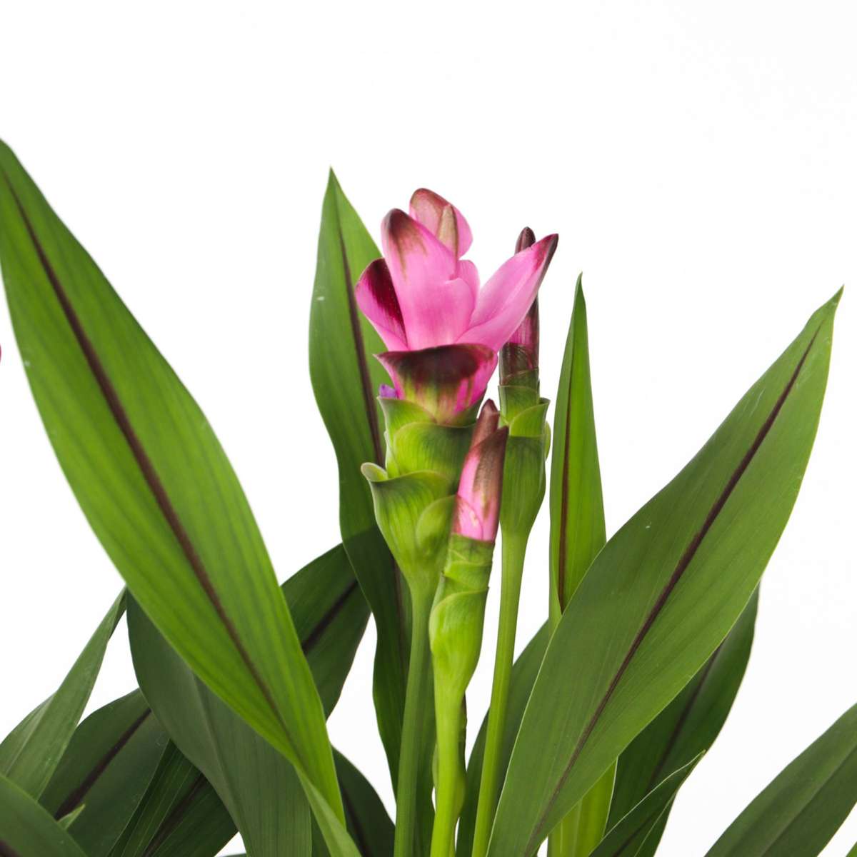 Plante Tropicale - Set de 4 - Curcuma 'Siam Splash' - Hauteur 40-60cm - ⌀13cm