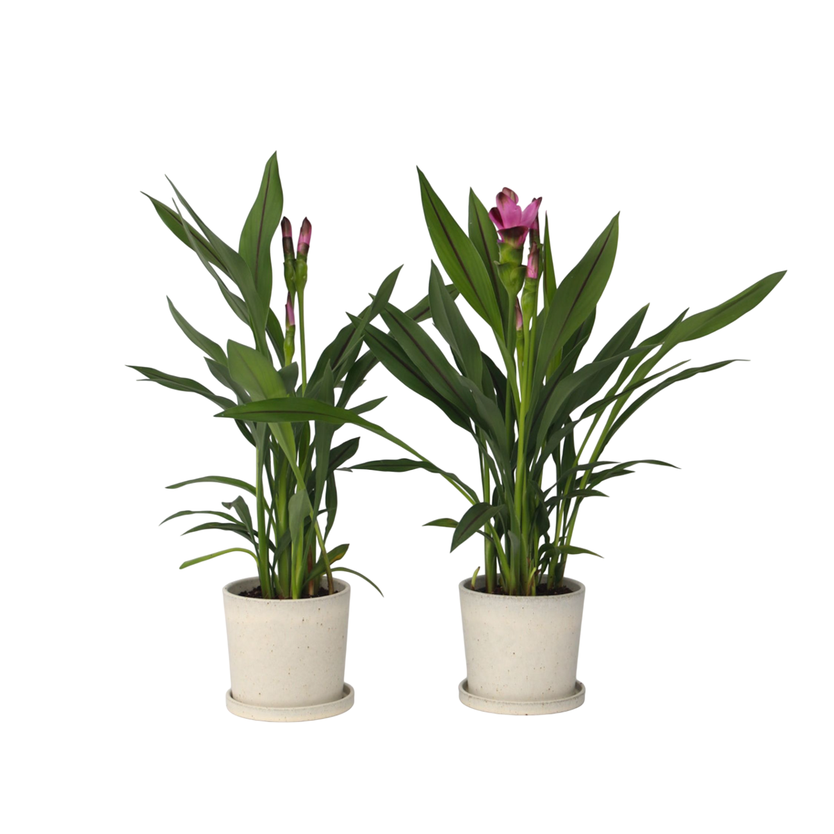 Plante Tropicale - Set de 4 - Curcuma 'Siam Splash' - Hauteur 40-60cm - ⌀13cm