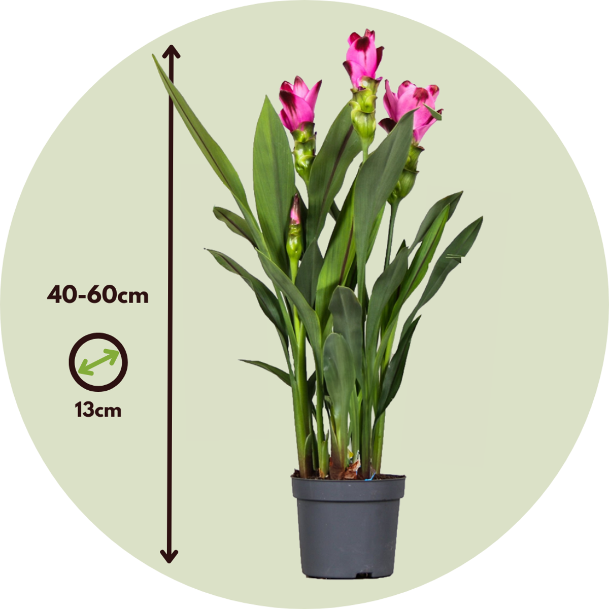 Plante Tropicale - Set de 4 - Curcuma 'Siam Splash' - Hauteur 40-60cm - ⌀13cm