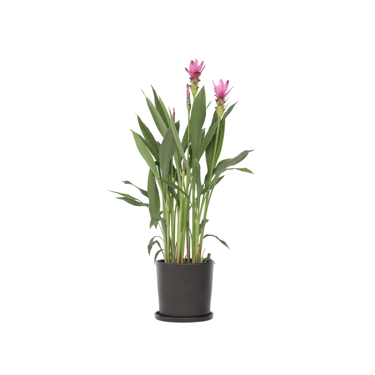 Thai Tulip - Curcuma alismatifolia 'Siam Supreme' - Height 70-90cm - ⌀19cm