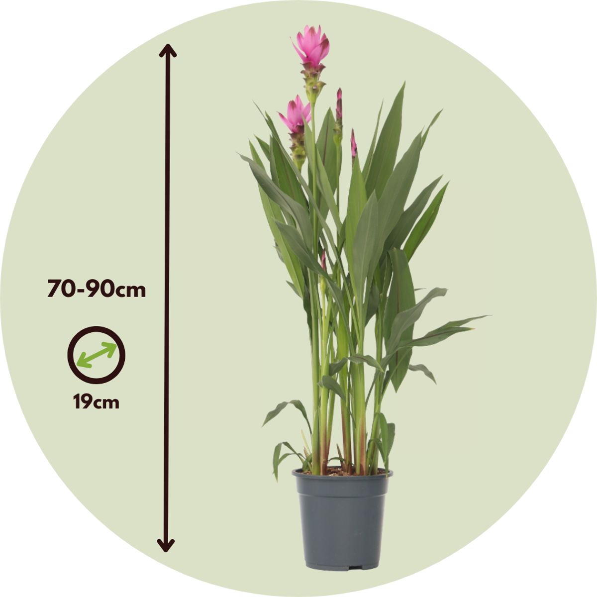 Thai Tulip - Curcuma alismatifolia 'Siam Supreme' - Height 70-90cm - ⌀19cm