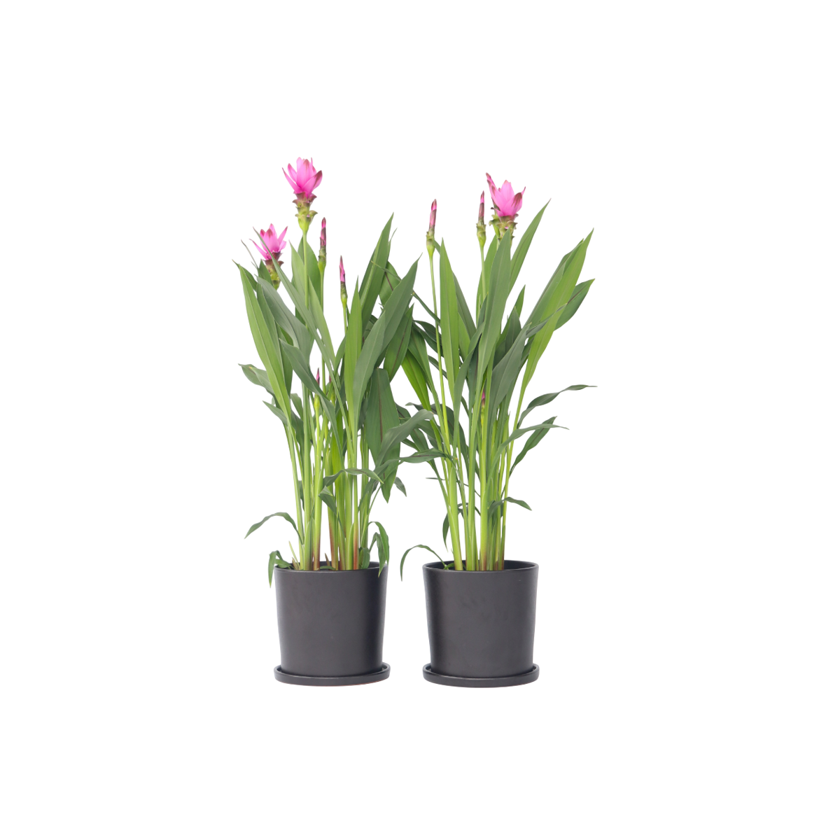 Plante Tropicale - Set de 2 - Curcuma 'Siam Supreme' - Hauteur 70-90cm - ⌀19cm
