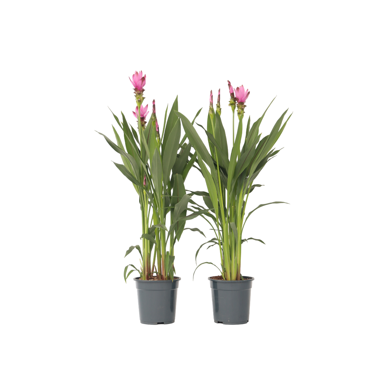 Plante Tropicale - Set de 2 - Curcuma 'Siam Supreme' - Hauteur 70-90cm - ⌀19cm