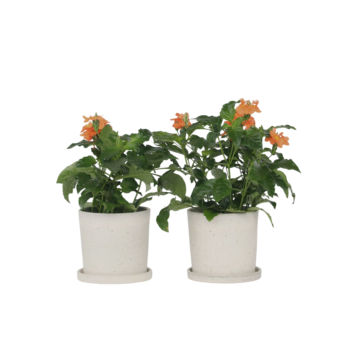 Fleur du feu - Set de 2 - Crossandra 'Fortuna' - Hauteur 20-30cm - ⌀13cm