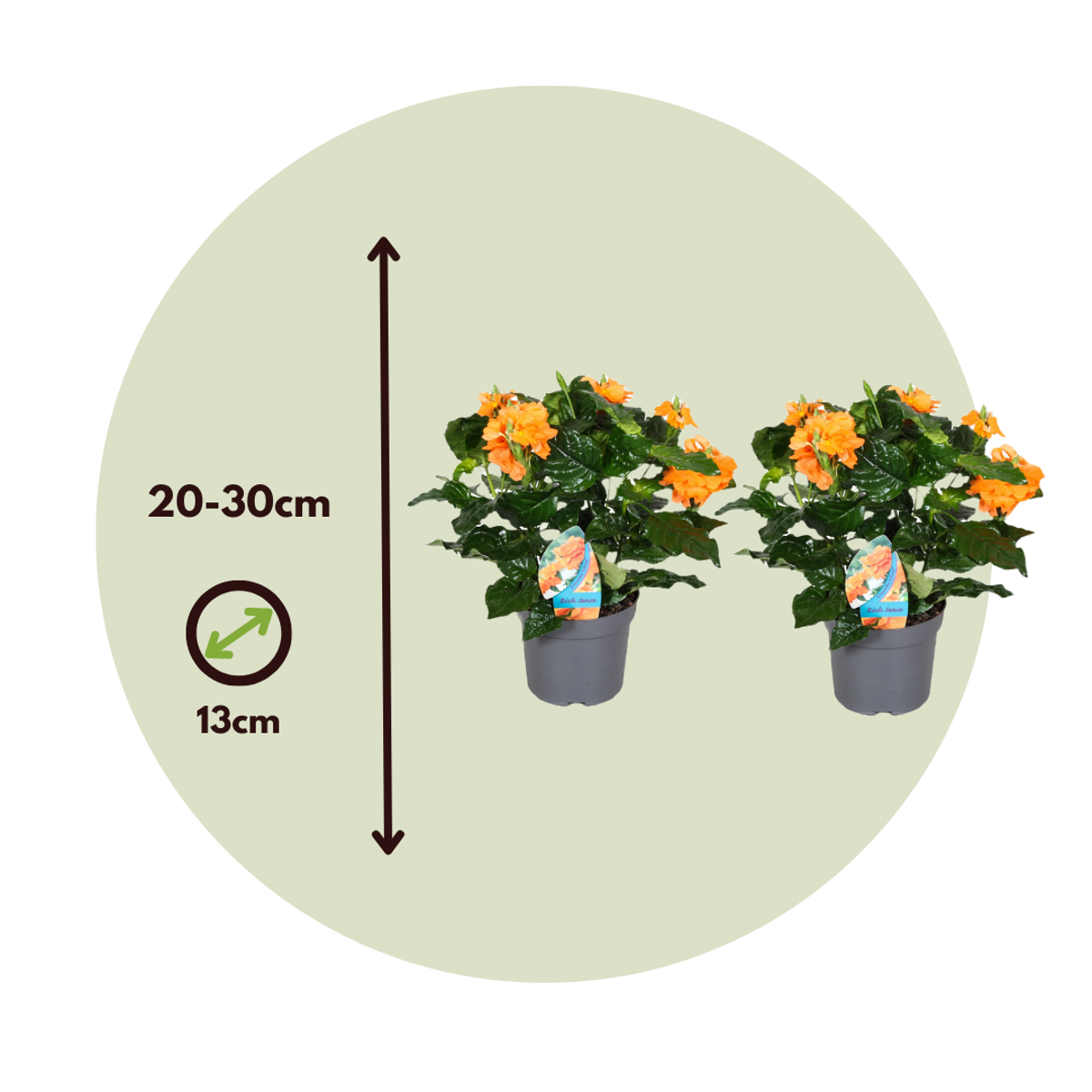 Fleur du feu - Set de 2 - Crossandra 'Fortuna' - Hauteur 20-30cm - ⌀13cm