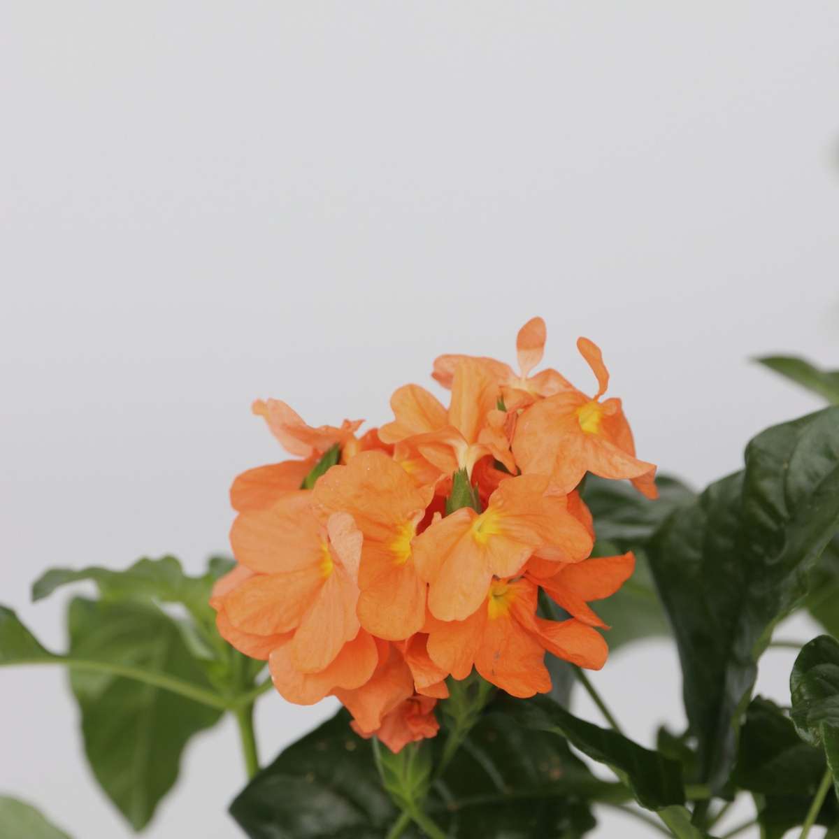 Fleur du feu - Set de 4 - Crossandra 'Fortuna' - Hauteur 20-30cm - ⌀13cm