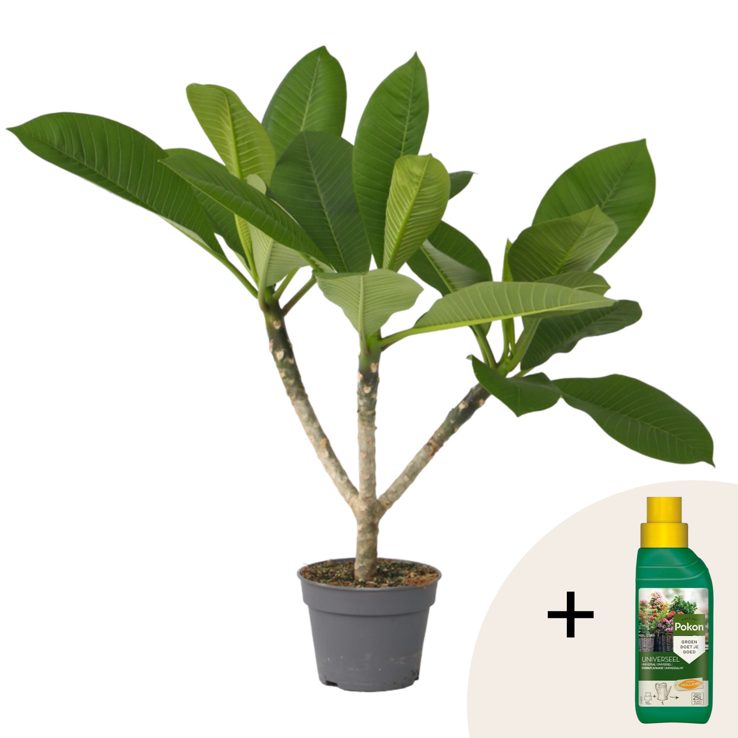 Frangipani - Plumeria rubra - Height 45-55cm - ⌀17cm