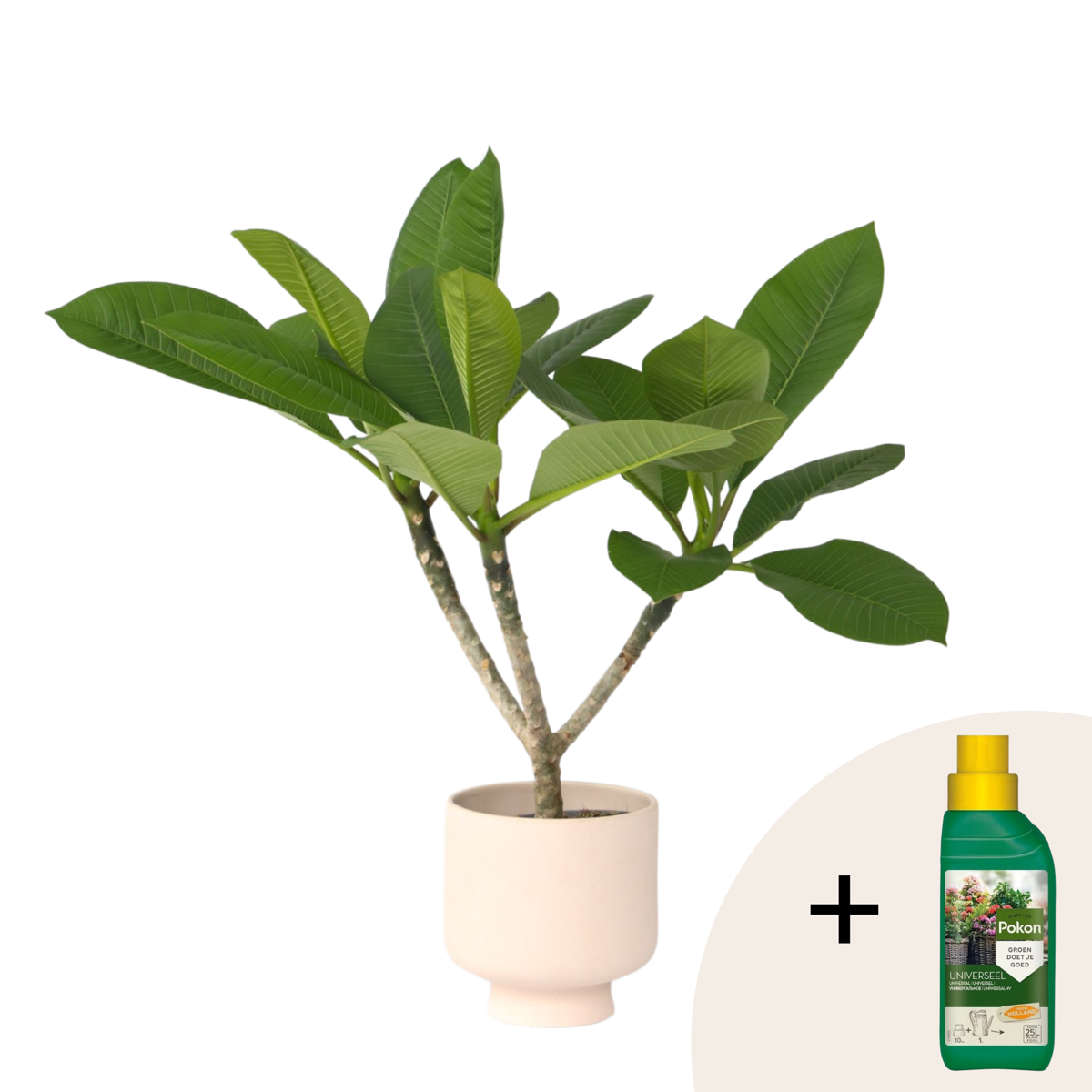 Frangipani - Plumeria rubra - Height 45-55cm - ⌀17cm