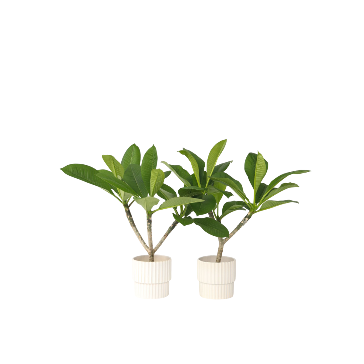 Frangipanier - Set de 2 - Plumeria rubra 'Hawaii' - Hauteur 45-55cm - ⌀17cm