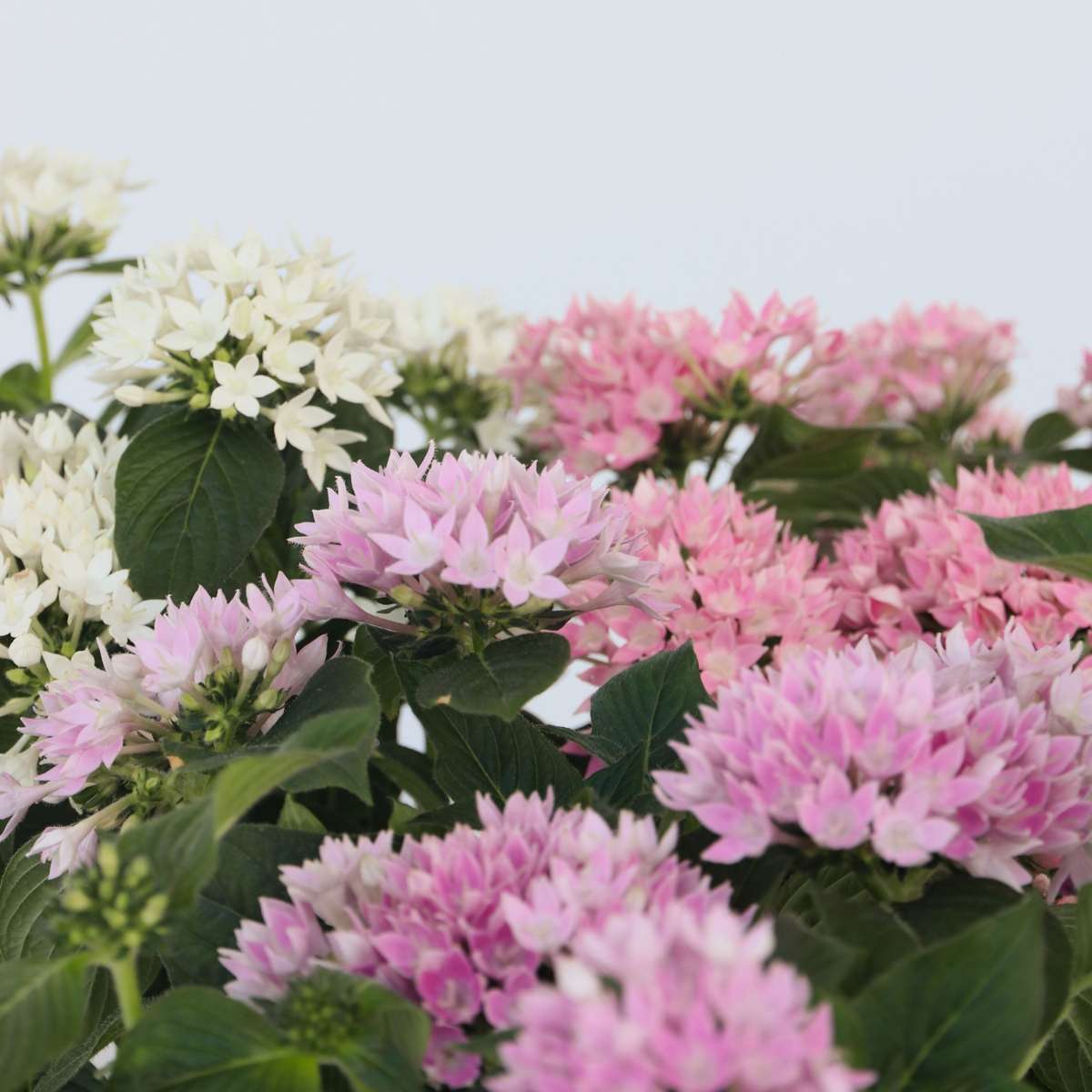 Fleur étoilée - Set de 3 - Pentas lanceolata - Hauteur 25-45cm - ⌀13cm