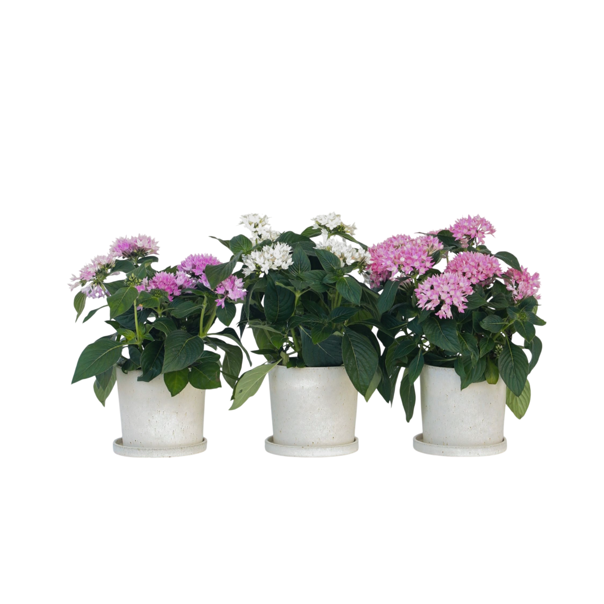 Fleur étoilée - Set de 3 - Pentas lanceolata - Hauteur 25-45cm - ⌀13cm