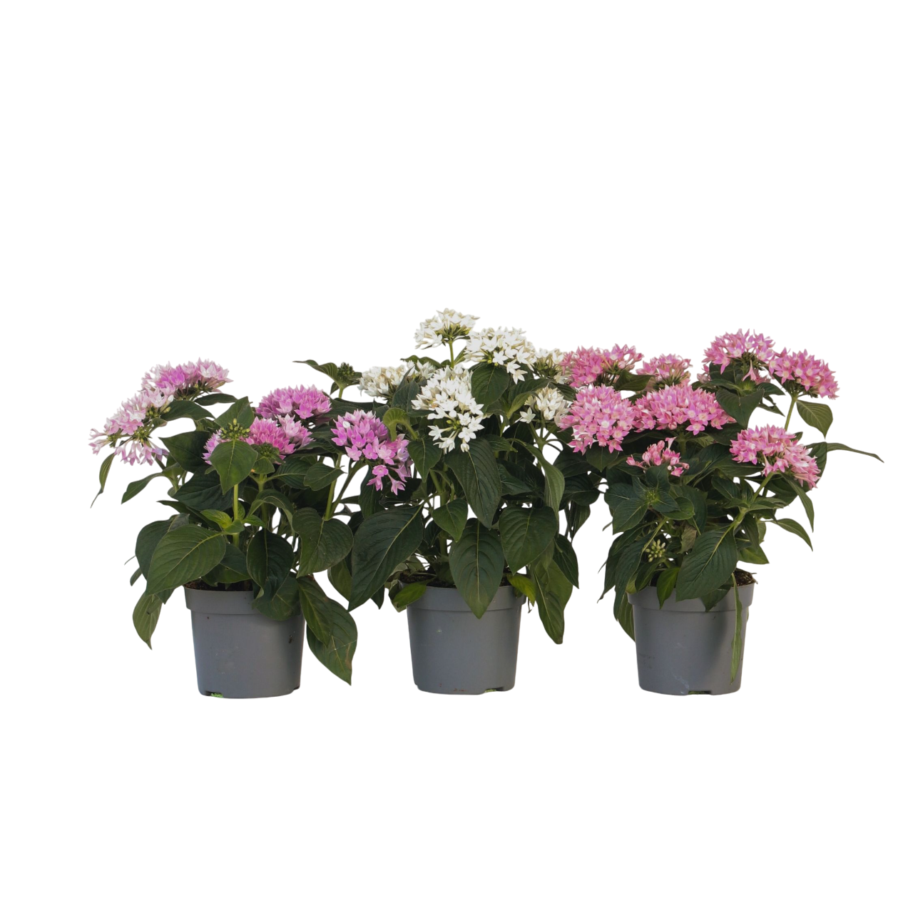 Fleur étoilée - Set de 3 - Pentas lanceolata - Hauteur 25-45cm - ⌀13cm