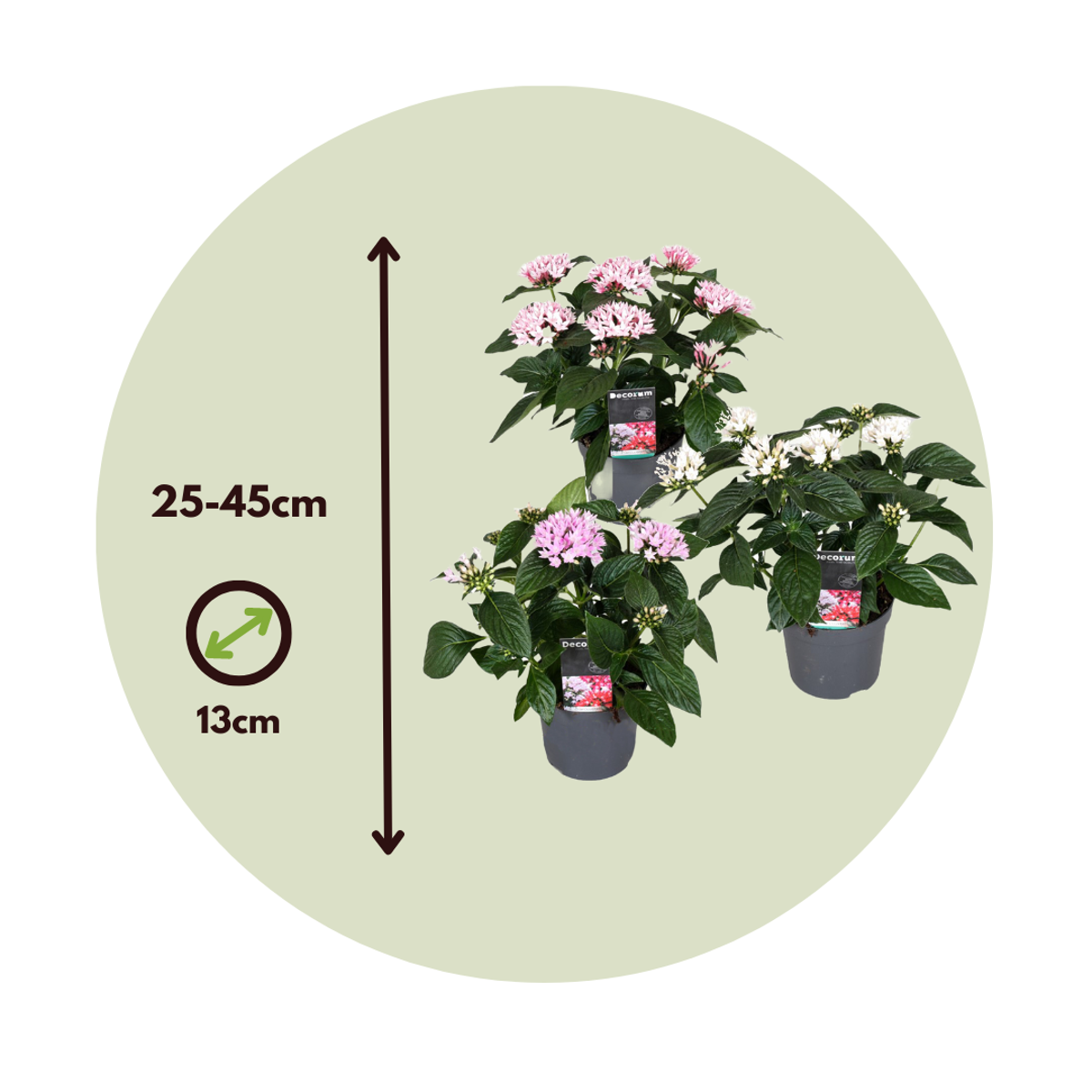 Fleur étoilée - Set de 3 - Pentas lanceolata - Hauteur 25-45cm - ⌀13cm