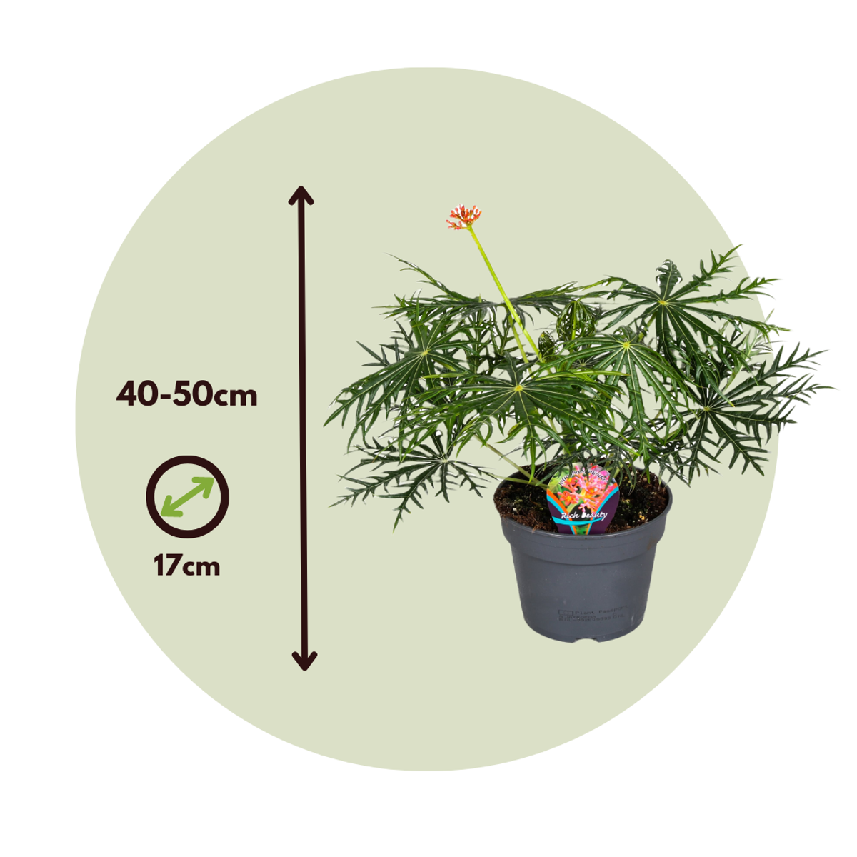 Jatropha - Set de 2 - Jatropha multifida - Hauteur 40-50cm - ⌀17cm - TD Plantz