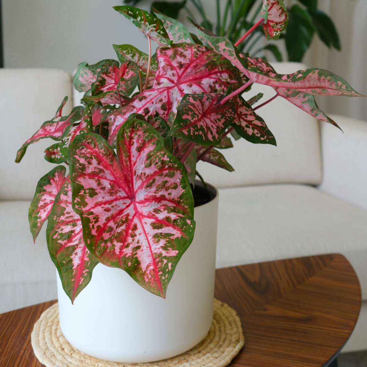 Plante à cœur - Set de 2 - Caladium 'Carolyn Whorton' - Hauteur 25-40cm - ⌀13cm