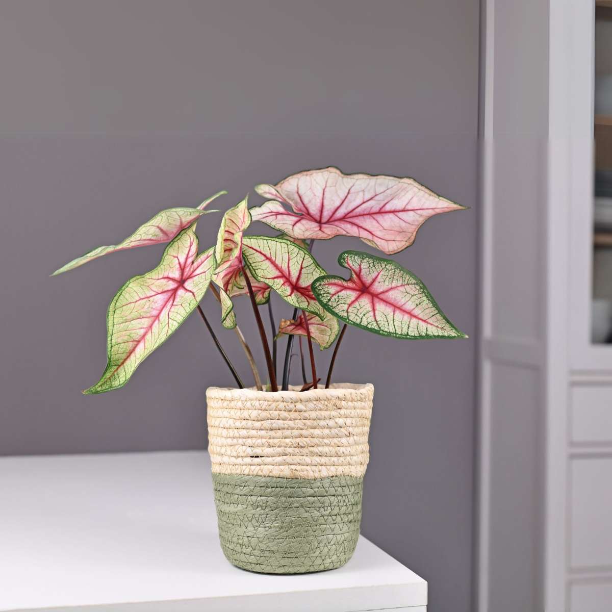 Plante à cœur - Set de 2 - Caladium 'Carolyn Whorton' - Hauteur 25-40cm - ⌀13cm