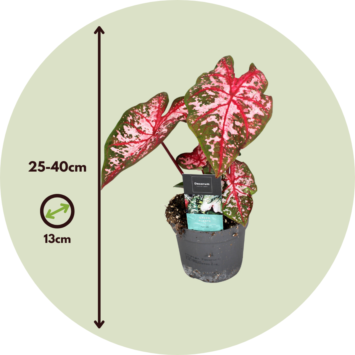 Plante à cœur - Set de 2 - Caladium 'Carolyn Whorton' - Hauteur 25-40cm - ⌀13cm