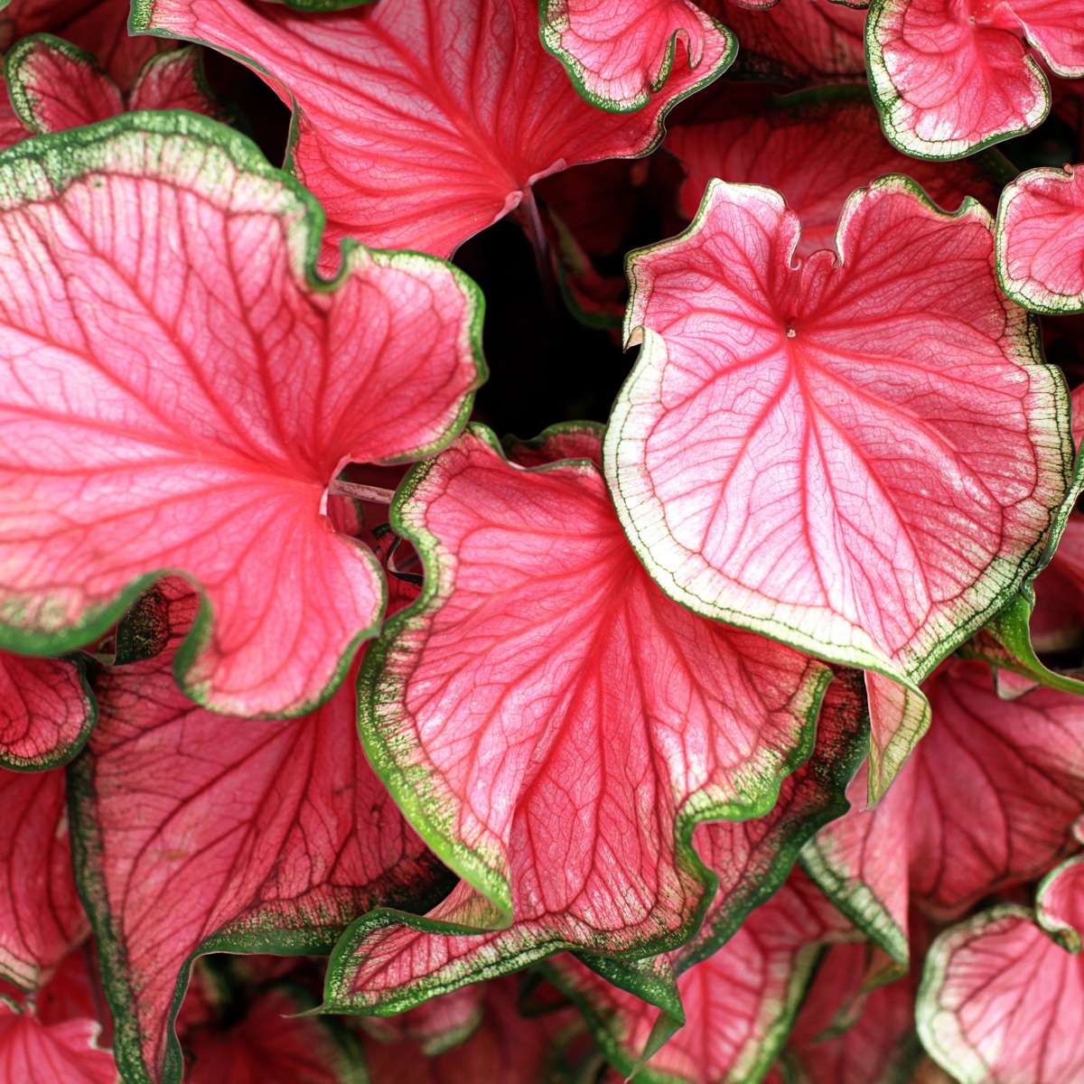 Plante à cœur - Set de 2 - Caladium 'Sweetheart' - Hauteur 25-40cm - ⌀12cm