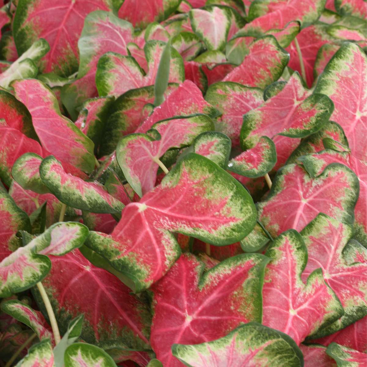 Plante à cœur - Set de 2 - Caladium 'Sweetheart' - Hauteur 25-40cm - ⌀12cm