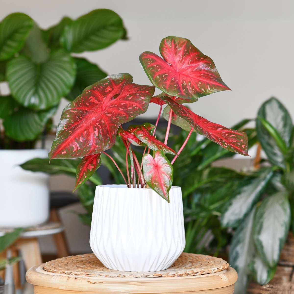 Plante à cœur - Set de 2 - Caladium 'Postman Joyner' - Hauteur 25-40cm - ⌀12cm